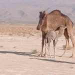 IMG 20230204 101516 Camel