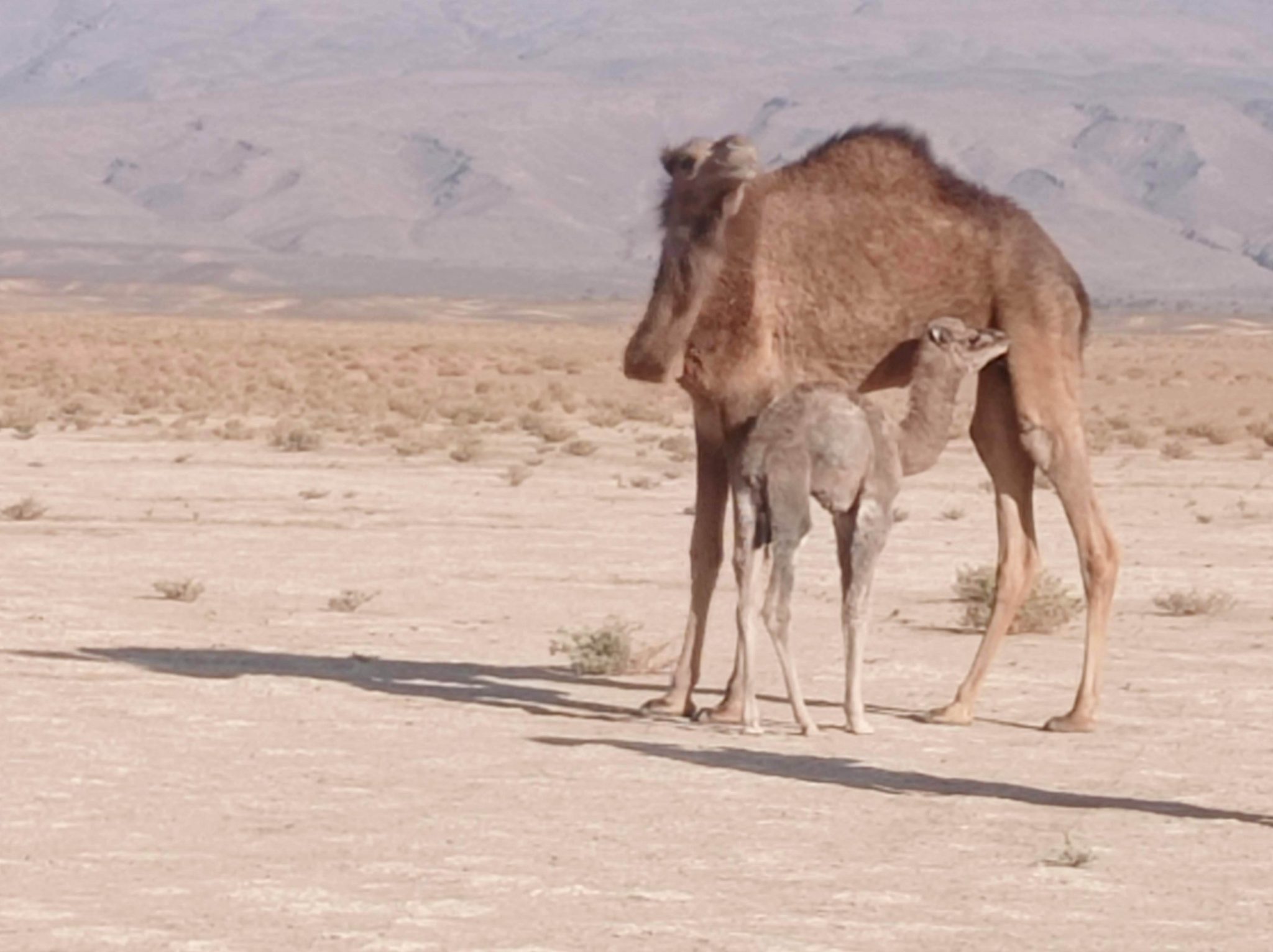 IMG 20230204 101516 Camel