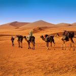 The,Berbesky,Tribe,Passes,The,Desert,In,Africa