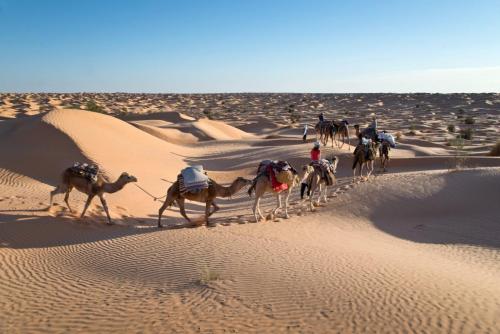 Caravan,Of,Camels,In,The,Sand,Dunes,Desert,Of,Sahara,
